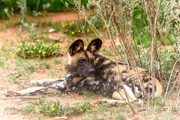 Wild Dog Pose Sur Herbe Portrait Lionne Naankuse Wildlife Sanctuary — Photo