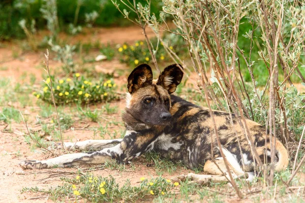 Wild Dog Yace Sobre Hierba Retrato Leona Santuario Vida Silvestre —  Fotos de Stock