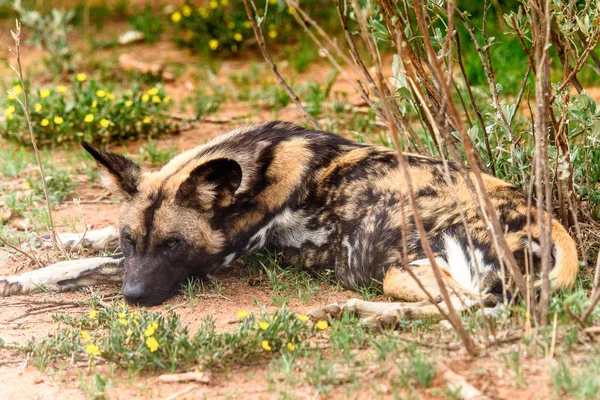 Wild Dog Lays Grass Lioness Portrait Naankuse Wildlife Sanctuary Namibia — Stock Photo, Image