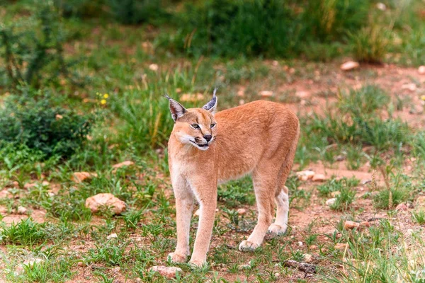 Caracal Close View Het Naankuse Wildlife Sanctuary Namibië Afrika — Stockfoto