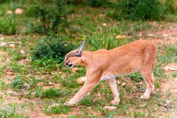 Vista Perto Caracal Santuário Vida Selvagem Naankuse Namíbia África — Fotografia de Stock