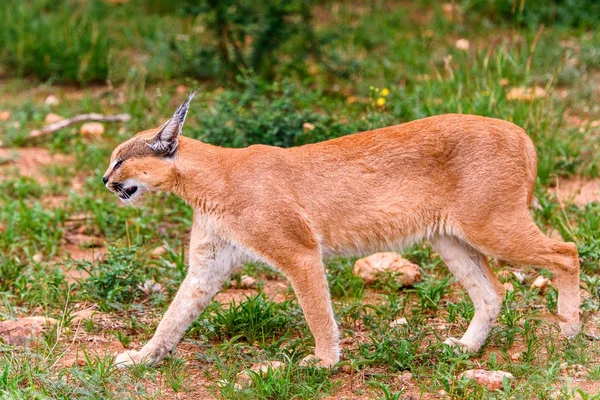 Caracal Close Widok Naankuse Wildlife Sanctuary Namibia Afryka — Zdjęcie stockowe