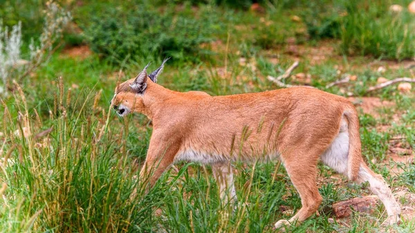 Caracal Close Widok Naankuse Wildlife Sanctuary Namibia Afryka — Zdjęcie stockowe