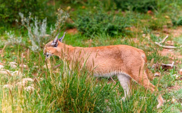 ナミビア ナミビア アフリカのナンクセ野生動物保護区でカラカル近景 — ストック写真