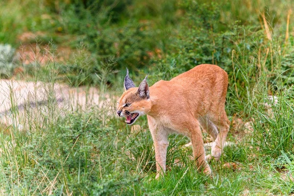 Caracal Close View Naankuse Wildschutzgebiet Namibia Afrika — Stockfoto