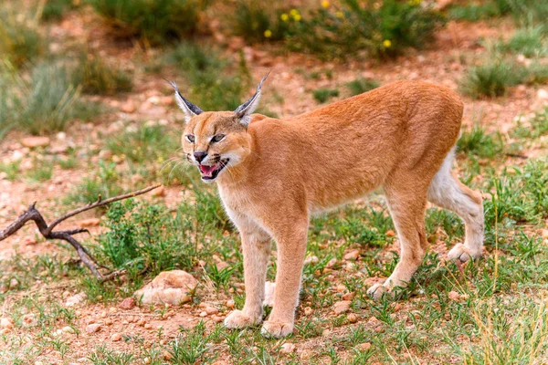 Naankuse Vahşi Yaşam Sığınağı'nda Karakal yakın görünümü, Namibya, Afrika