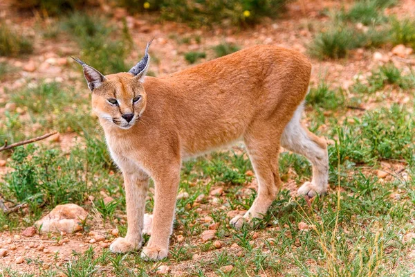 Naankuse Vahşi Yaşam Sığınağı'nda Karakal yakın görünümü, Namibya, Afrika