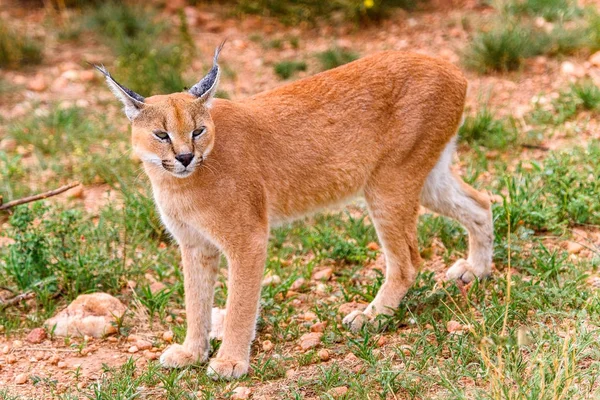 Vista Cercana Caracal Santuario Vida Silvestre Naankuse Namibia África — Foto de Stock