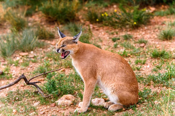 Vista Perto Caracal Santuário Vida Selvagem Naankuse Namíbia África — Fotografia de Stock