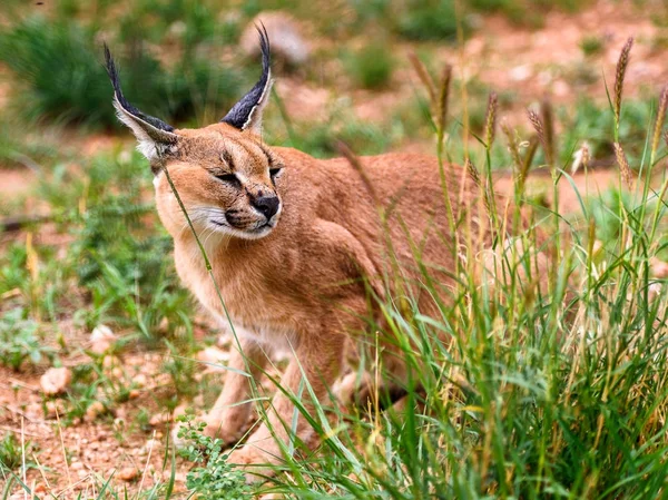 Close Caracal Naankuse Wildlife Sanctuary Namibia Africa — Stock Photo, Image