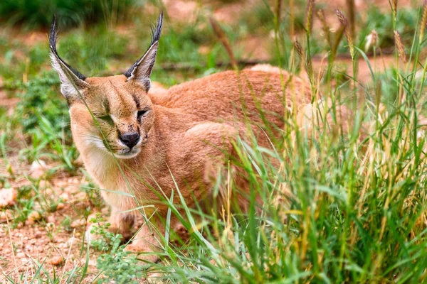 Nahaufnahme Eines Carakals Naankuse Wildschutzgebiet Namibia Afrika — Stockfoto