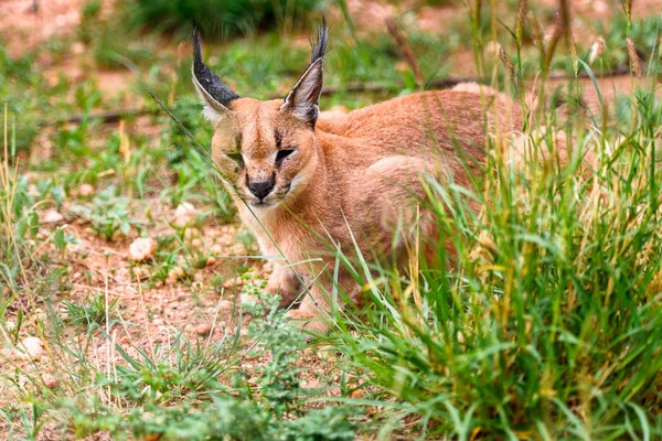 Nahaufnahme Eines Carakals Naankuse Wildschutzgebiet Namibia Afrika — Stockfoto