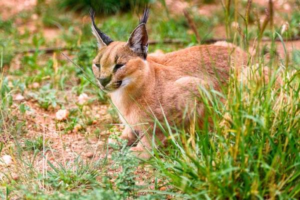 Närbild Caracal Vid Naankuse Wildlife Sanctuary Namibia Afrika — Stockfoto