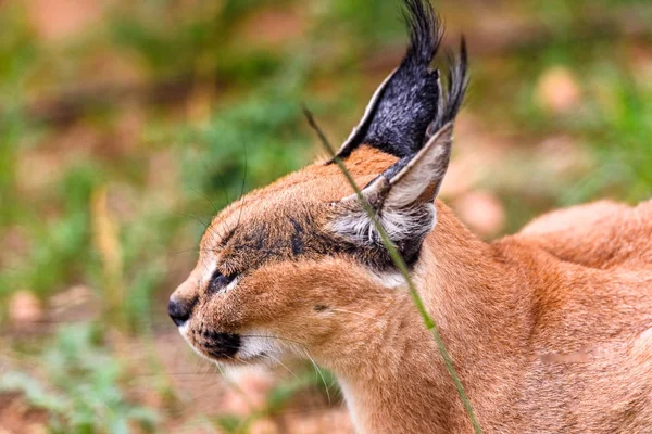 Nahaufnahme Eines Carakals Naankuse Wildschutzgebiet Namibia Afrika — Stockfoto