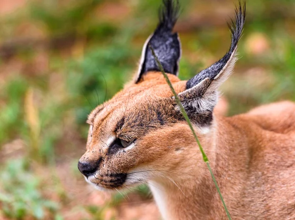 Nahaufnahme Eines Carakals Naankuse Wildschutzgebiet Namibia Afrika — Stockfoto