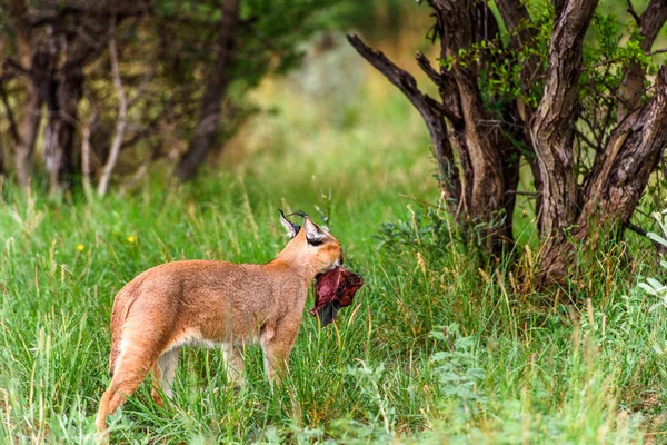 Karakal Naankuse Wildlife Sanctuary Namibia Afrika - Stock-foto