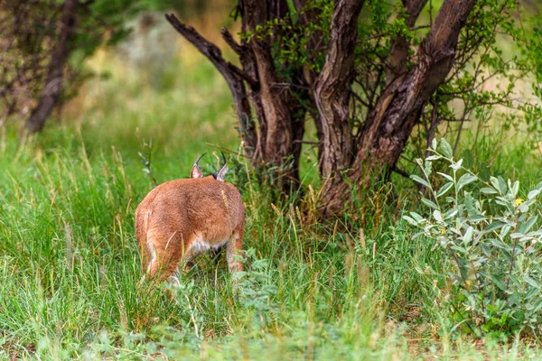 Karakal Naankuse Wildlife Sanctuary Namibia Afrika - Stock-foto