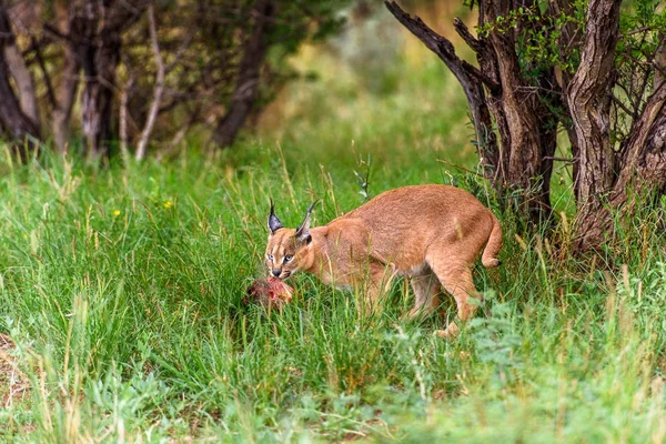 Caracal Naankuse Wildlife Sanctuary Namibia Africa — Stock Photo, Image