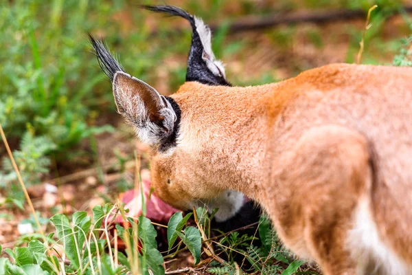 Caracal Eating Meat Naankuse Wildlife Sanctuary Namibia Africa — Stock Photo, Image