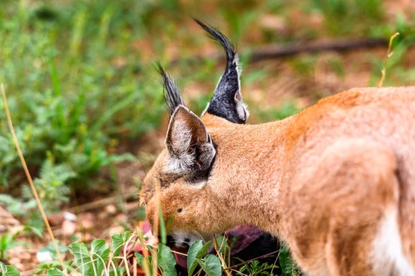 Caracal Jedzenia Mięsa Naankuse Wildlife Sanctuary Namibia Afryka — Zdjęcie stockowe