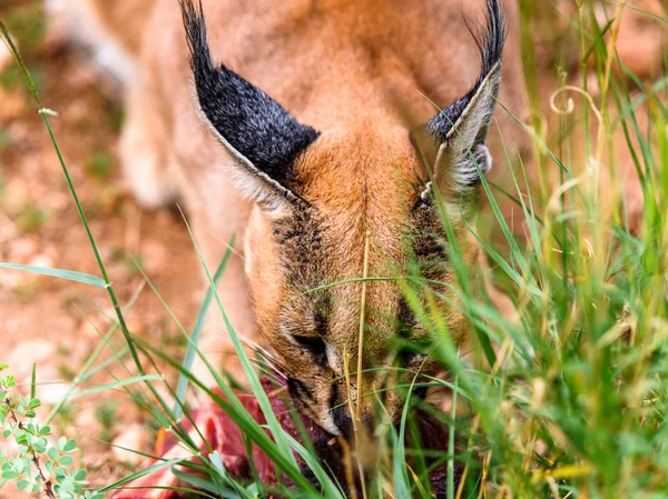 Caracal Comiendo Carne Santuario Vida Silvestre Naankuse Namibia África —  Fotos de Stock