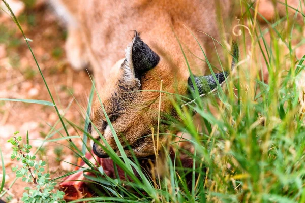 Caracal Vlees Eten Het Naankuse Wildlife Sanctuary Namibië Afrika — Stockfoto