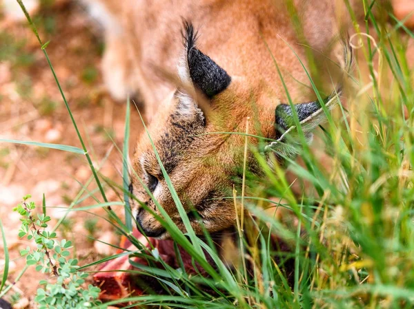 Caracal Vlees Eten Het Naankuse Wildlife Sanctuary Namibië Afrika — Stockfoto