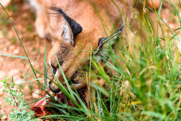 Caracal Comiendo Carne Santuario Vida Silvestre Naankuse Namibia África —  Fotos de Stock