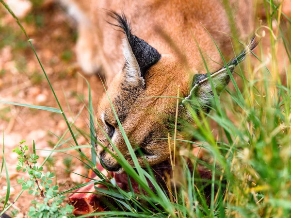 Caracal Comendo Carne Santuário Vida Selvagem Naankuse Namíbia África — Fotografia de Stock