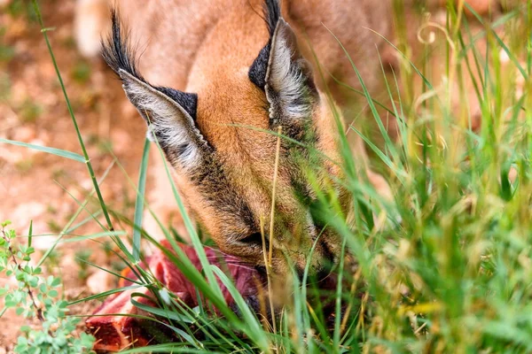 Caracal Vlees Eten Het Naankuse Wildlife Sanctuary Namibië Afrika — Stockfoto