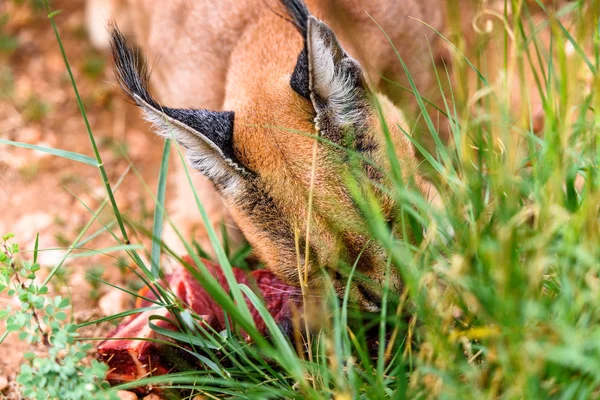 Caracal Jedzenia Mięsa Naankuse Wildlife Sanctuary Namibia Afryka — Zdjęcie stockowe