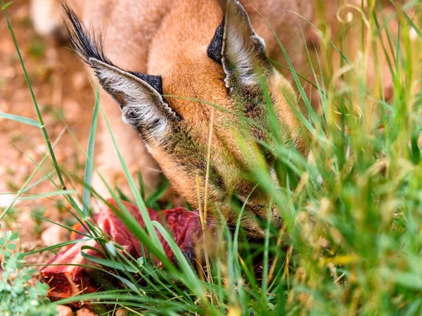 Caracal Comiendo Carne Santuario Vida Silvestre Naankuse Namibia África —  Fotos de Stock