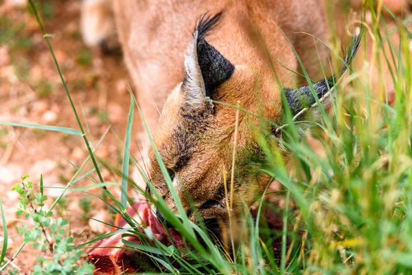 Caracal Eating Meat Naankuse Wildlife Sanctuary Namibia Africa — Stock Photo, Image