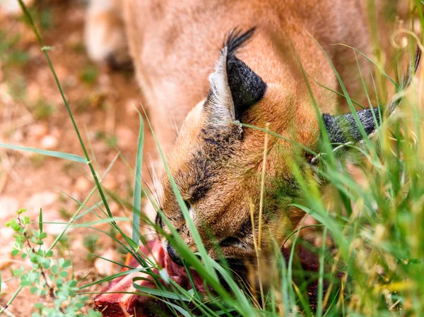 Caracal Comiendo Carne Santuario Vida Silvestre Naankuse Namibia África —  Fotos de Stock