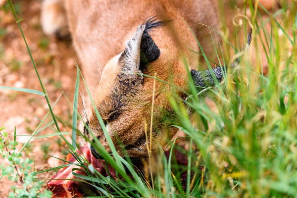 Caracal Eating Meat Naankuse Wildlife Sanctuary Namibia Africa — Stock Photo, Image