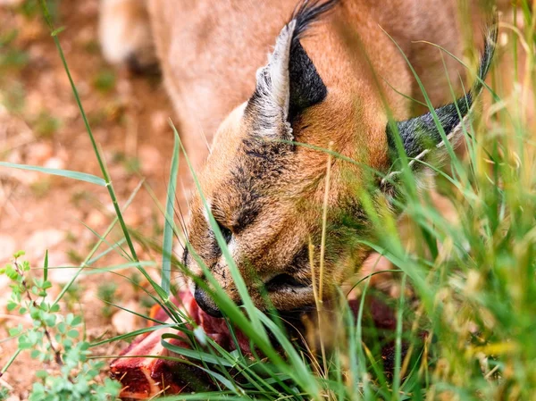 Caracal Comiendo Carne Santuario Vida Silvestre Naankuse Namibia África —  Fotos de Stock