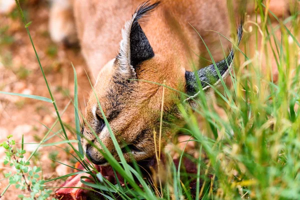 Caracal Vlees Eten Het Naankuse Wildlife Sanctuary Namibië Afrika — Stockfoto