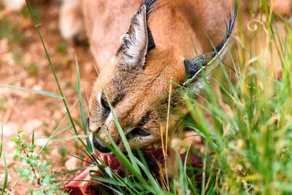 Caracal Jedzenia Mięsa Naankuse Wildlife Sanctuary Namibia Afryka — Zdjęcie stockowe