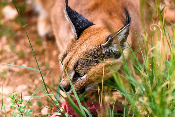 Caracal Vlees Eten Het Naankuse Wildlife Sanctuary Namibië Afrika — Stockfoto