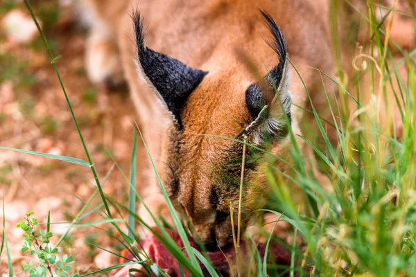 Caracal Comiendo Carne Santuario Vida Silvestre Naankuse Namibia África —  Fotos de Stock