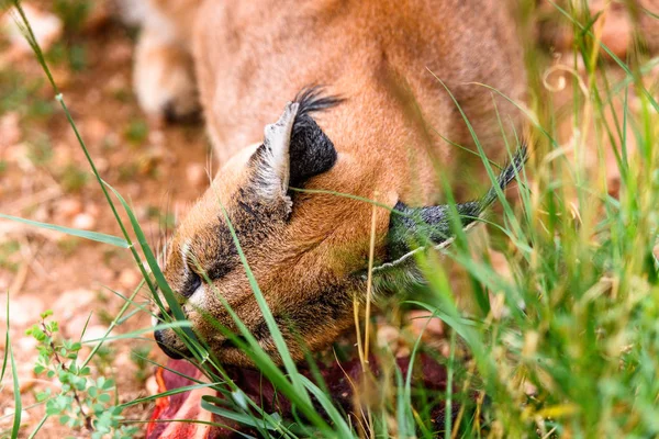 Caracal Mangiare Carne Naankuse Wildlife Sanctuary Namibia Africa — Foto Stock