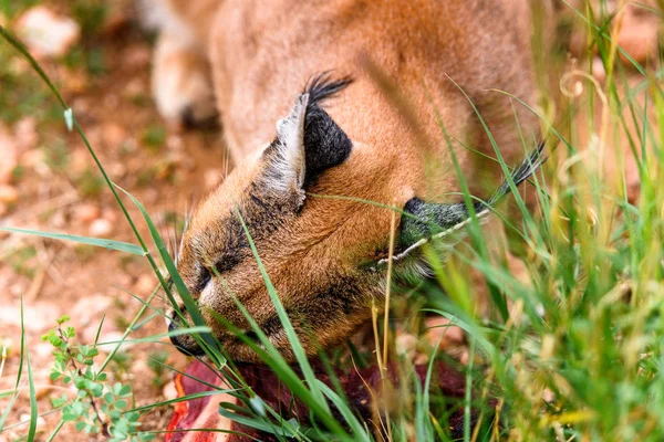 Caracal Vlees Eten Het Naankuse Wildlife Sanctuary Namibië Afrika — Stockfoto