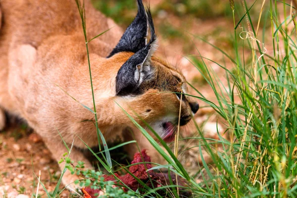 Caracal Comiendo Carne Santuario Vida Silvestre Naankuse Namibia África — Foto de Stock