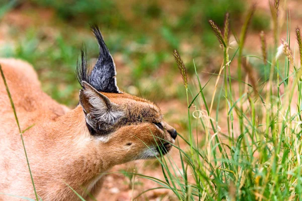 Caracal Comendo Carne Santuário Vida Selvagem Naankuse Namíbia África — Fotografia de Stock