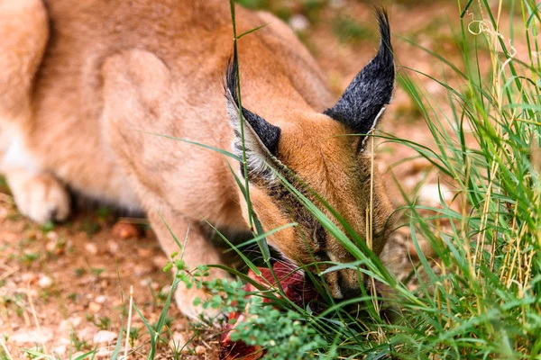 Caracal Comendo Carne Santuário Vida Selvagem Naankuse Namíbia África — Fotografia de Stock