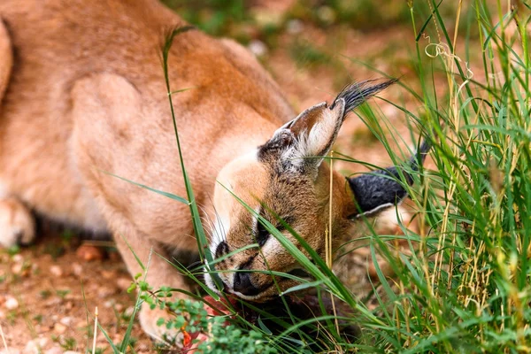 Caracal Eating Meat Naankuse Wildlife Sanctuary Namibia Africa — Stock Photo, Image