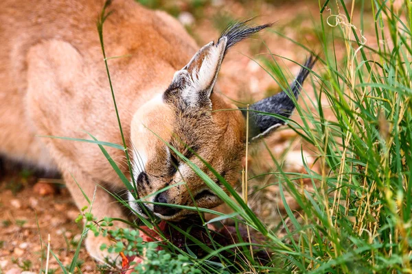 Caracal Eating Meat Naankuse Wildlife Sanctuary Namibia Africa — Stock Photo, Image