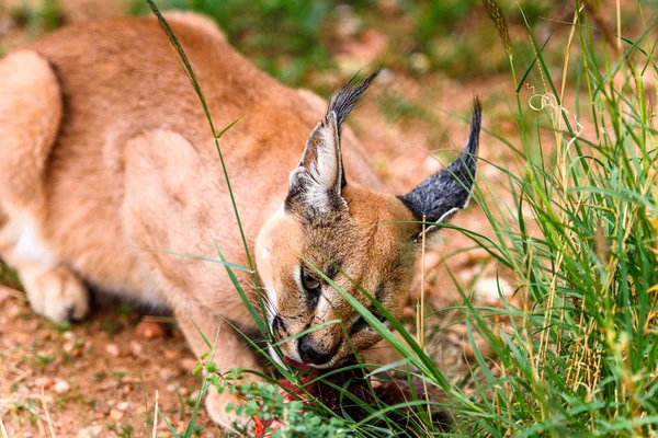 Caracal Comiendo Carne Santuario Vida Silvestre Naankuse Namibia África —  Fotos de Stock