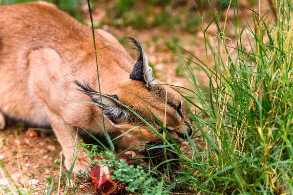 Caracal Vlees Eten Het Naankuse Wildlife Sanctuary Namibië Afrika — Stockfoto