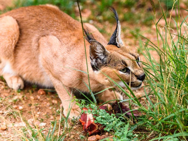 Caracal Vlees Eten Het Naankuse Wildlife Sanctuary Namibië Afrika — Stockfoto